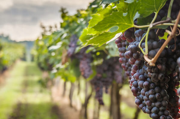 Wine field Wine field